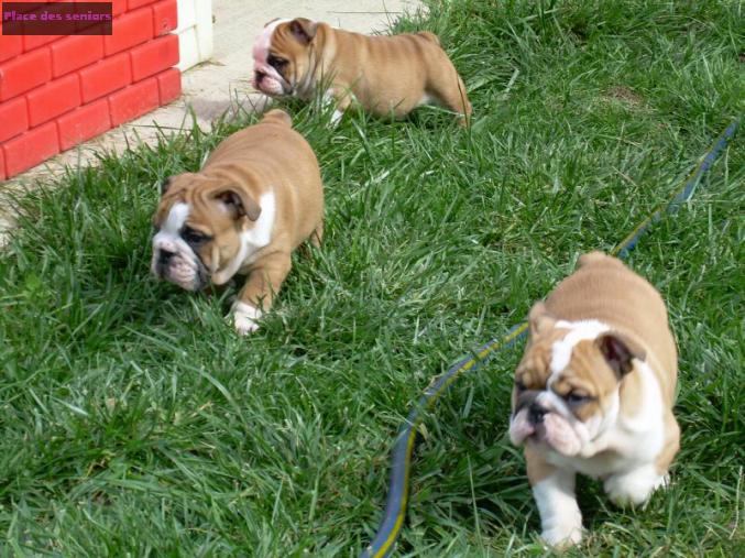 2 bulldog anglais à Indre