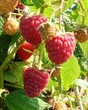 Jardinage-Pays-de-la-Loire-Vendee-Pepiniere-d-arbustes-vivaces-et-fruitiers14172032495051586779.jpg