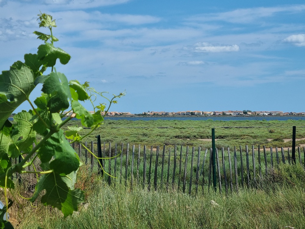 oenotourisme-occitanie-herault-balade-visite-et-degustation25616182147515978.jpg