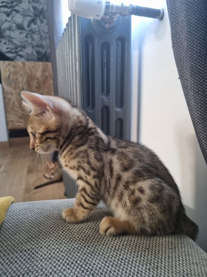 animaux-ile-de-france-paris-adorable-chaton-bengal-bengal272122293839565767.jpg