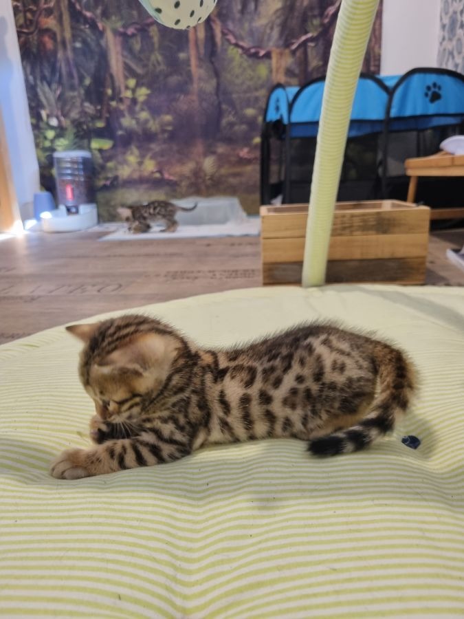 animaux-ile-de-france-paris-adorable-chaton-bengal-bengal7102628323756576367.jpg